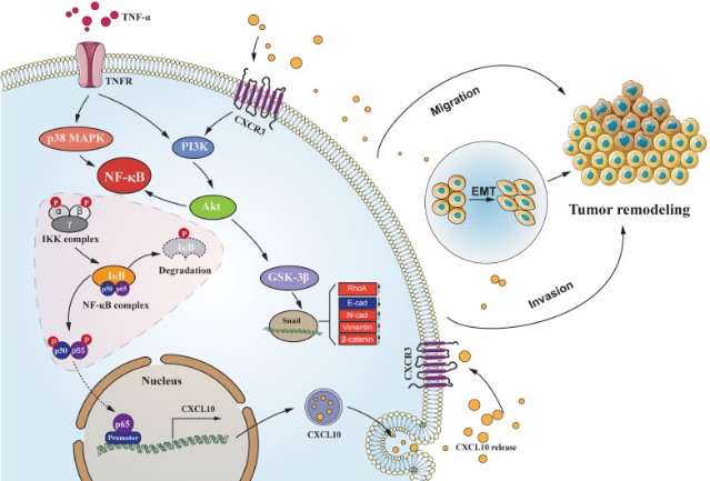 Schematic of the signaling pathways involved in TNF-α augments CXCL10 axis.jpg